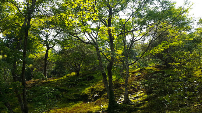 Moss-garden-Kyoto
