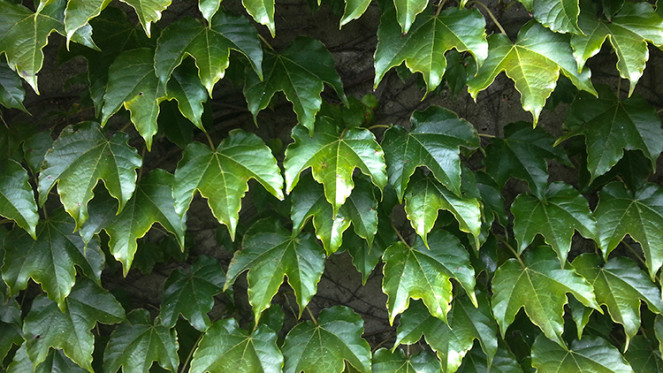 plants-ivy