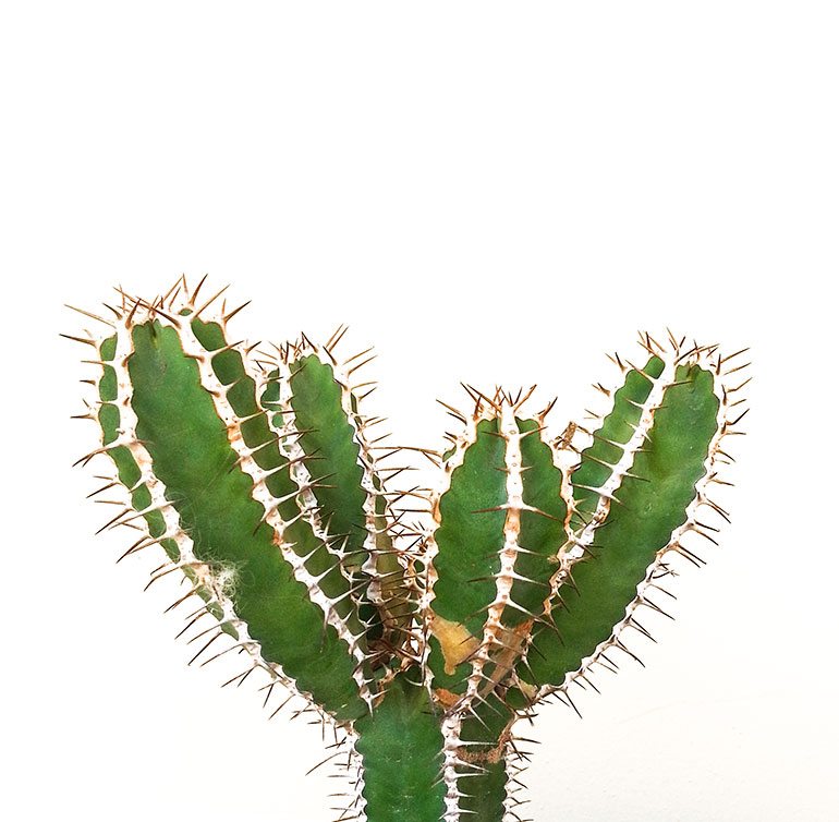 19-succulents-4