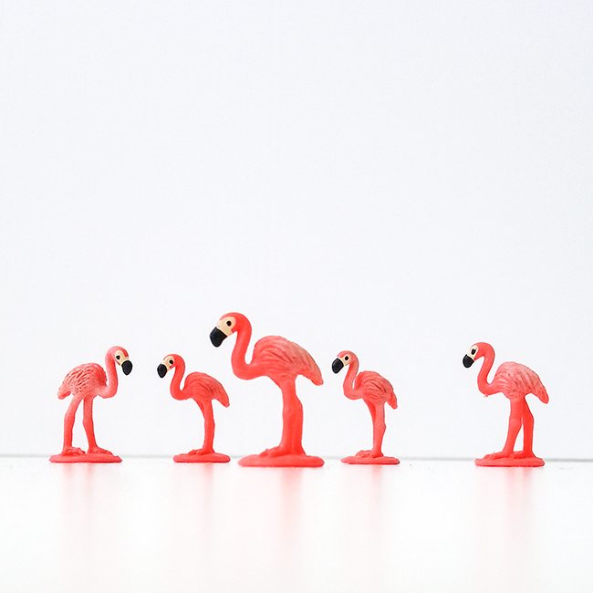 Flamingoes-lo-res