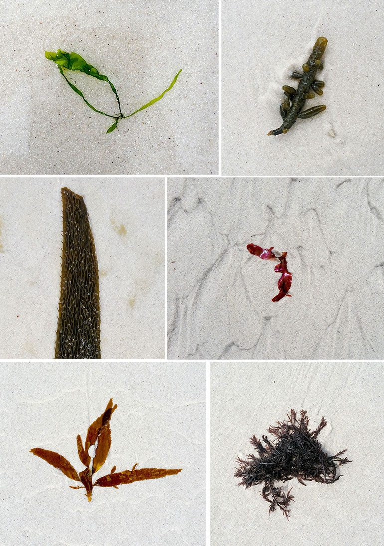 Noordhoek-seaweed-ALL