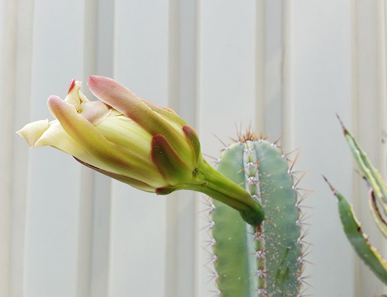 Week Flowering Cactus