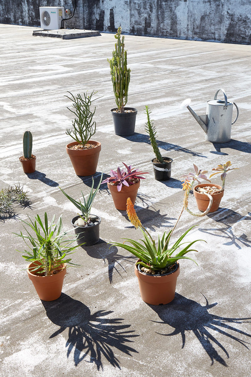 Skinny laMinx Roof Garden