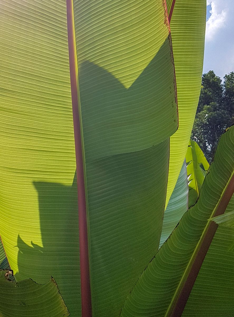 banana shadow